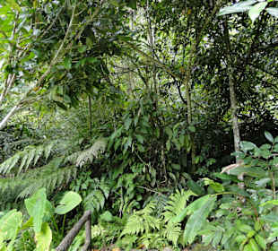 Poring Hot Springs - Schmetterlingsgarten