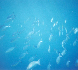 Fischschwarm