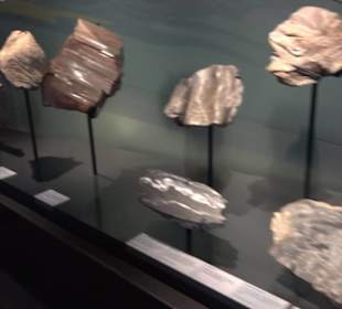 Museum der Naturkunde