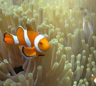 Falscher Anemonen Fisch