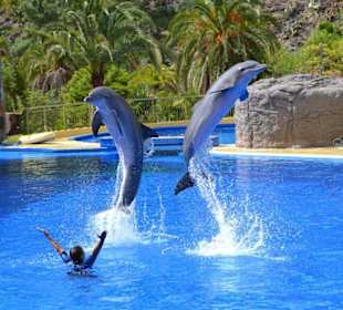 Delfin Show
