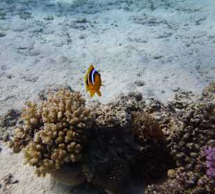 Einmalie Erlebnisse mit Mo´s Delfinen