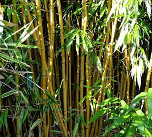Rundgang durch den Botanischen Garten Oldenburg