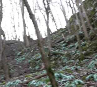 Wolfsschlucht