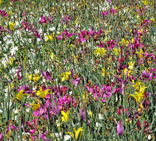 Eindrücke vom Rundgang durch den Berggarten