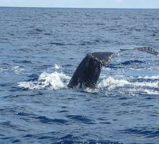 Ausflug zu den Walen in Samana