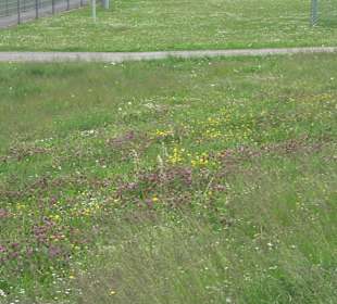 Sportplatz Empfingen