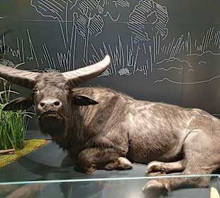 Naturhistorisches Museum