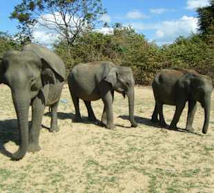 Elefanten im Udawalawe-Nationalpark