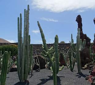 Jardin de Cactus