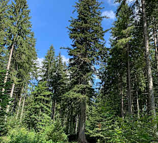 Wandern Freudenstadt