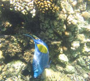 Arabischer Kaiserfisch 