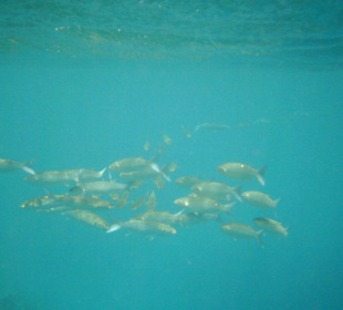 Fischschwarm