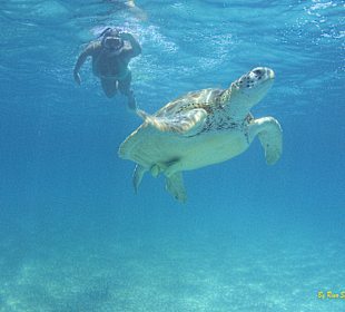 Schildkröten (Mit Schildkröten schnorcheln)