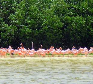 Eine Kolonie Flamingos