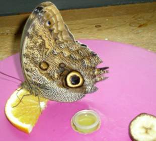 Schmetterlingsmahlzeit