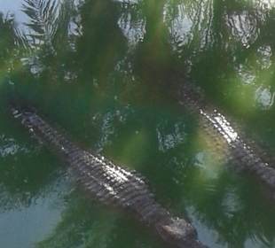 Krokodilfarm Animalia