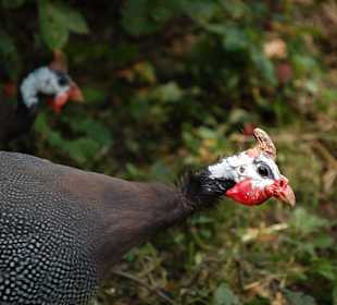 Muzeum Wsi Lubelskiej