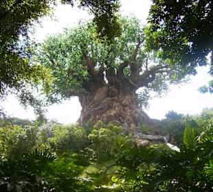 Baum im Animal Kingdom