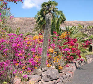 Cactus Garden Oasis Park