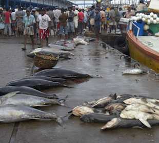 Der Fischmarkt von Beruwela