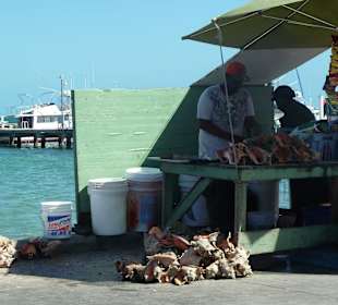 Delikatesse auf den Bahamas "Conch Muscheln"