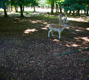 Für die Kamera in Pose