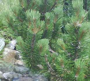 Tatrzański Park Narodowy