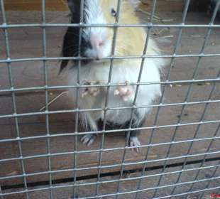 Meerschweinchen im >Talhof<