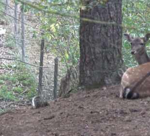Erlebnisbauernhof und Wildgehege