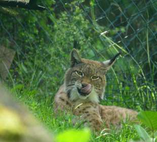 Glückliche Tiere im Paradies Wildpark Ferleiten.  
