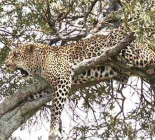 In der Hitze ist es auf dem Baum am kühlsten
