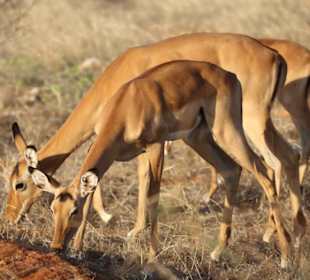 Tsavo Ost
