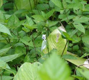 Poring Hot Springs - Schmetterlingsgarten
