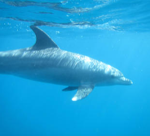 Delfinausflug Mai 2015