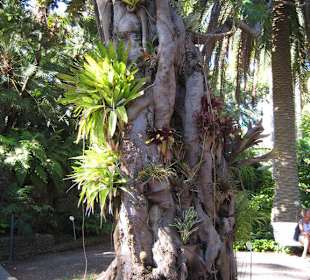 Im Botanischen Garten