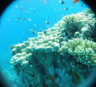 Snorkling tour Hurghada- with MM Tours