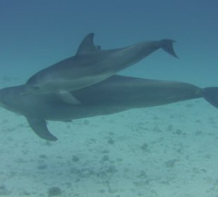 Ein Traum, mit Delphinen zu tauchen