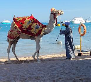 Reiten & Kamelreiten Dana Beach
