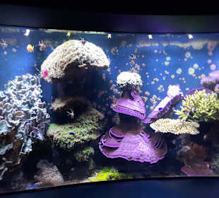 Aquazoo Löbbecke Museum Düsseldorf