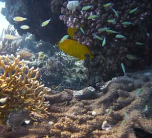 Delfinausflug mit Mo