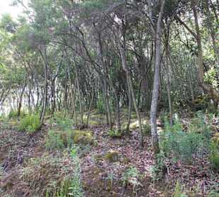 Baunheide