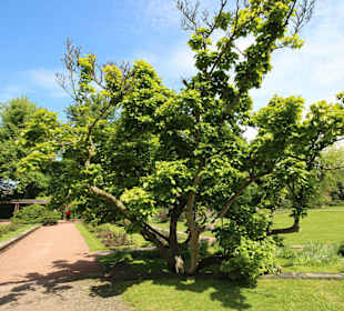 Büsche und Sträucher