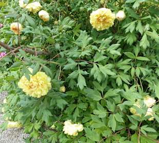 Botanischer Garten München