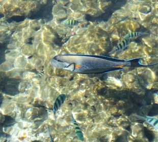 Fische,  vom Steg fotografiert