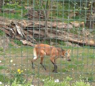 Südamerika Bereich - Mähnenwolf