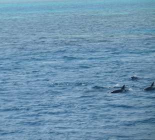 Delfinschwimmen und Schnorcheln am 24.07.2012