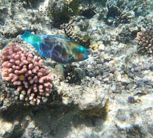 Papageifisch Hotelriff