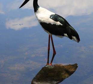 Vogel an der Wasserstelle