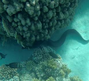 Schnorcheln Abu Dabbab